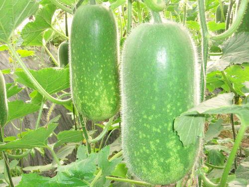 52吃瓜每日大赛,年度最热瓜事大盘点