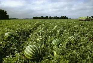 南昌县吃瓜,品味夏日田园风情
