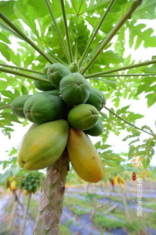 辽宁农业吃瓜,瓜果飘香,丰收在望