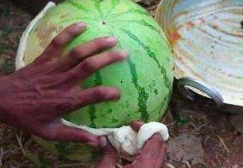 吃皮不吃瓤的瓜,品味皮香肉美的独特口感