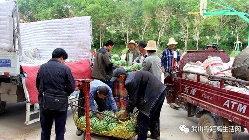 井研吃瓜的群众,揭秘当地独特生活风情