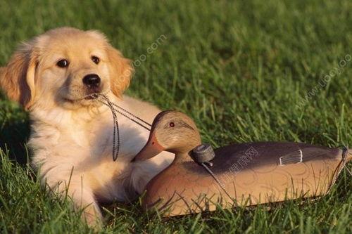 狗貉吃瓜么,揭秘动物界的“吃瓜”现象