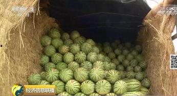 吃瓜群众大转盘,揭秘娱乐圈幕后风云