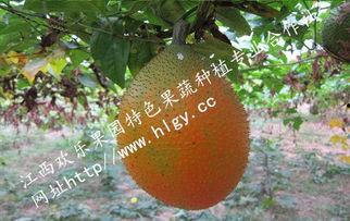 吃瓜天堂合法吗,合法与否,真相大起底