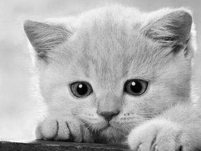 小猫吃哈密瓜吃吐了,宠物饮食安全引关注