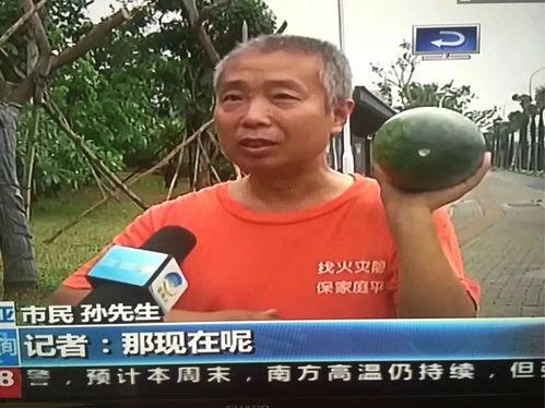 最新吃瓜热点事件新闻,XX事件背后的真相与反思