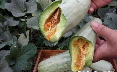 怀孕给可以吃云瓜,云瓜助力母婴健康