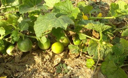 屎瓜落子怎么吃,独特美食的烹饪与品尝指南