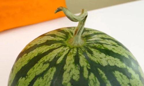 早瓜什么季节吃,早瓜的季节美味之旅