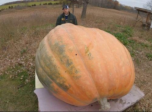 吃瓜快吃吐了,揭秘“吃瓜快吃吐了”的疯狂世界