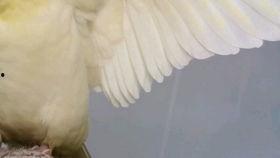 鸟吃哈密瓜,自然界的甜蜜邂逅