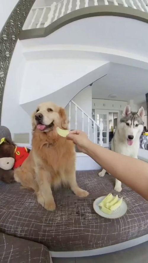 狗子吃瓜成功,意外解锁美食新境界